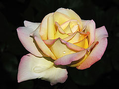 фото "Rose 2"