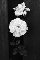 фото "The Flower"