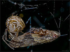 photo "Body fluids exchange"
