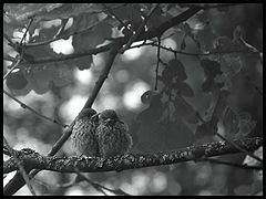 фото "Brothers"