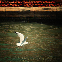 фото "."
