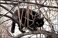 фото "Unruly devil / Непослушный дьявол"