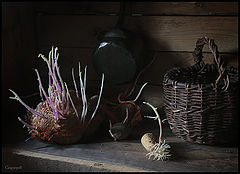 photo "Package sprouted potatoes"
