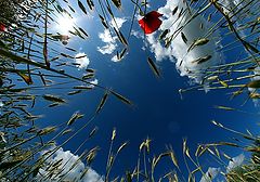 фото "Wheat, clouds and bright blue sky..."