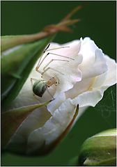 photo "hiding"
