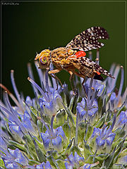 photo "Mites defeated!"