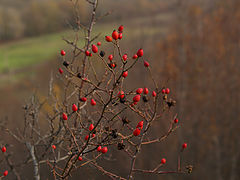 photo "***"