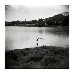 фото "Fly bird"