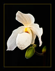photo "***"
