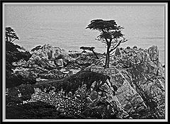 фото "Lone Cypress"