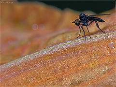 photo "Martian"