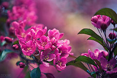 photo "Violet flowers"