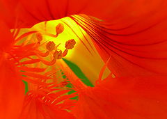 фото "Yelow Eye"