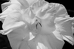 photo "***"