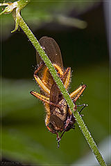 photo "In the arms of death"