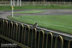 фото "Главный зритель"