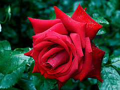фото "Rose 4"
