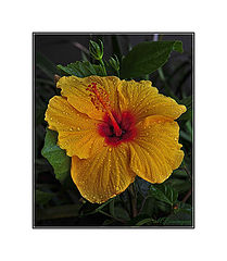 photo "Hibiscus"