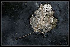 photo "Decay"