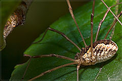 photo "Eye to eye"