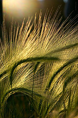 photo "Light magic."