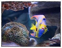 photo "fish"