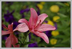 photo "Postcard with flower"