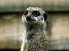 фото "meercat portrait"