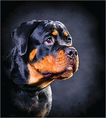 photo "Portrait of a young Rottweiler"