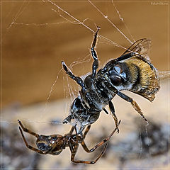 photo "Hardfought"