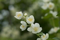 photo "***"
