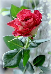 photo "***"
