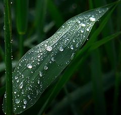 photo "The  Drops"