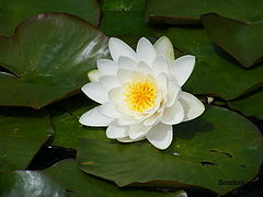 photo "Nature."