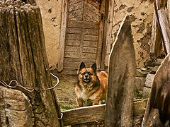 фото "Traped"