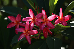 фото "Тропические цветы"