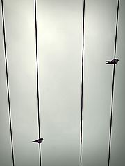photo "Bird`s song"
