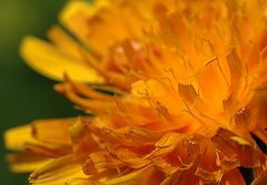 фото "Orange Flames"