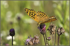 photo "Rest"