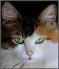 photo "***"