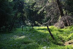 фото "зачарованный лес"