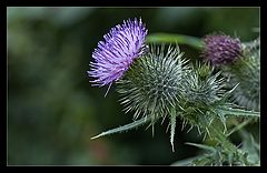 photo "Thistle"