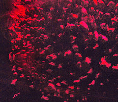 photo "Nightclub"