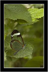 фото "Clear Wings Butterfly"