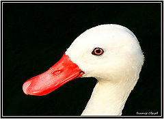 photo "***"