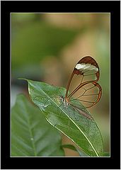 photo "Clear Wings Butterfly 2"