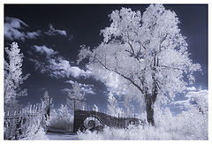 photo "White dream"