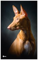 photo "Portrait of a pharaoh hound"