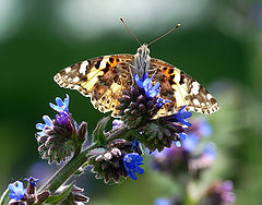 фото "Vanessa cardui"