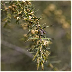 photo "Flower juniper"